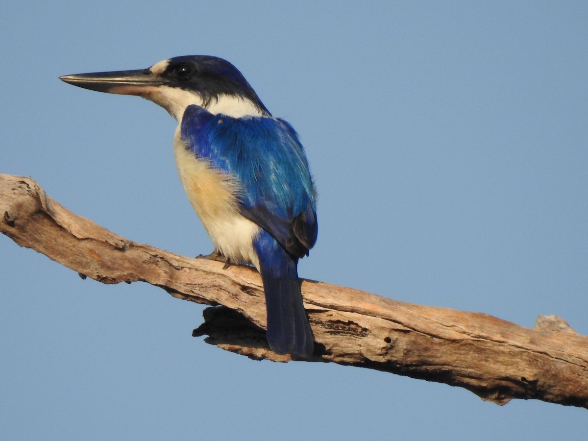Forest Kingfisher - ML112606821