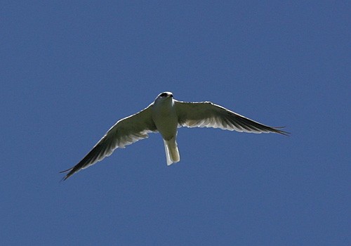 White-tailed Kite - Keith CC Mitchell