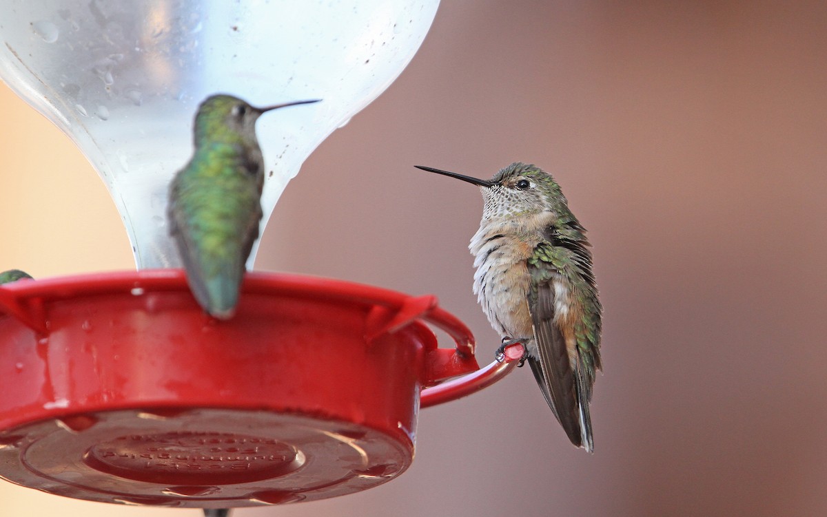Broad-tailed Hummingbird - Christoph Moning