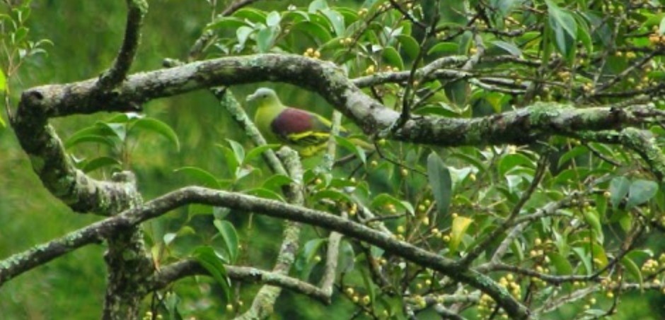 Gray-fronted Green-Pigeon - Ragothaman Venkataramanan