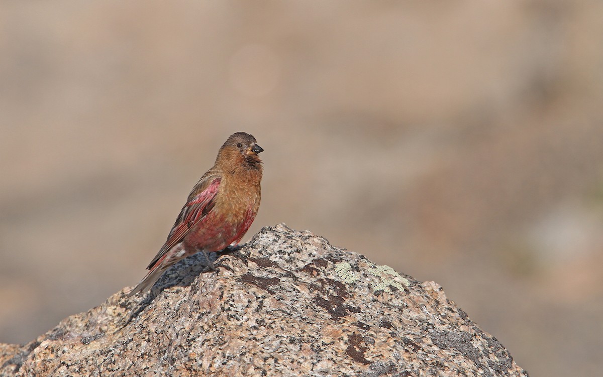 Brown-capped Rosy-Finch - ML112615921