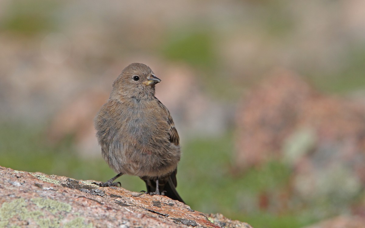 Brown-capped Rosy-Finch - Christoph Moning
