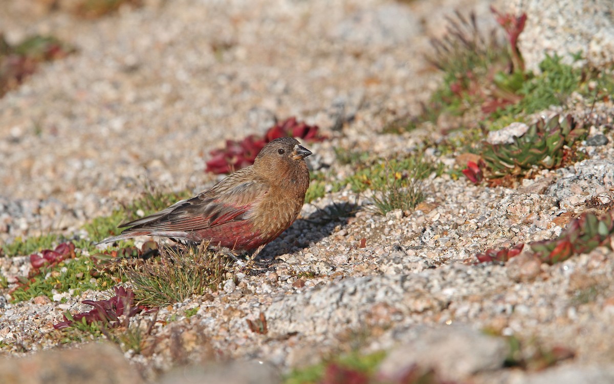 Brown-capped Rosy-Finch - ML112615991