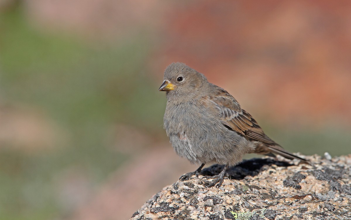 Brown-capped Rosy-Finch - ML112616051