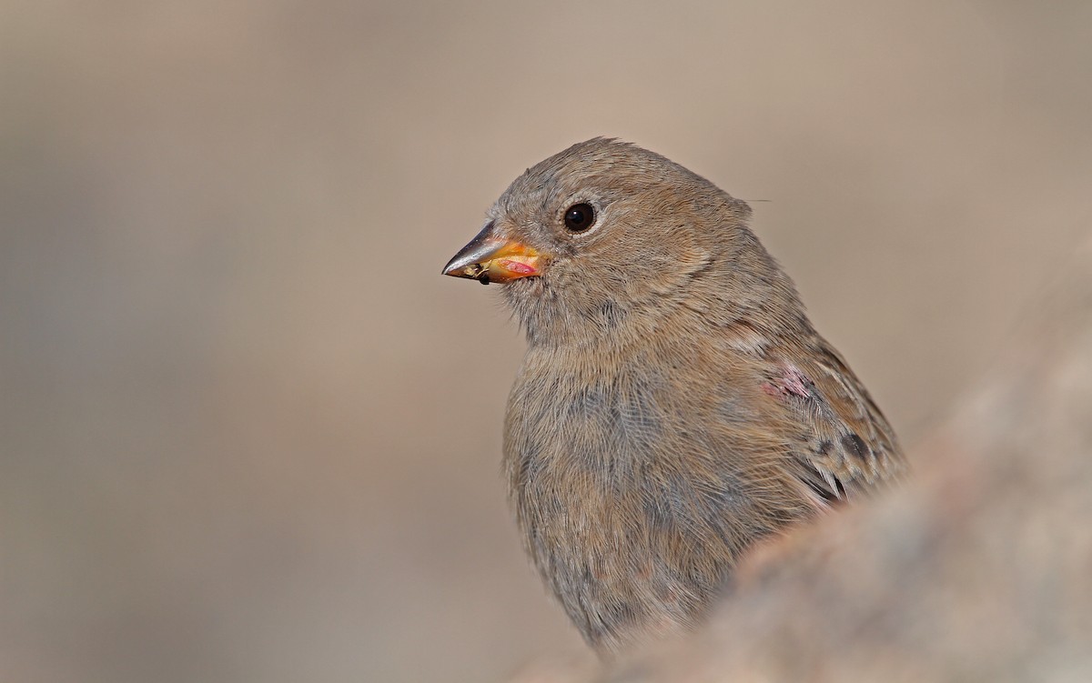 Brown-capped Rosy-Finch - ML112616101
