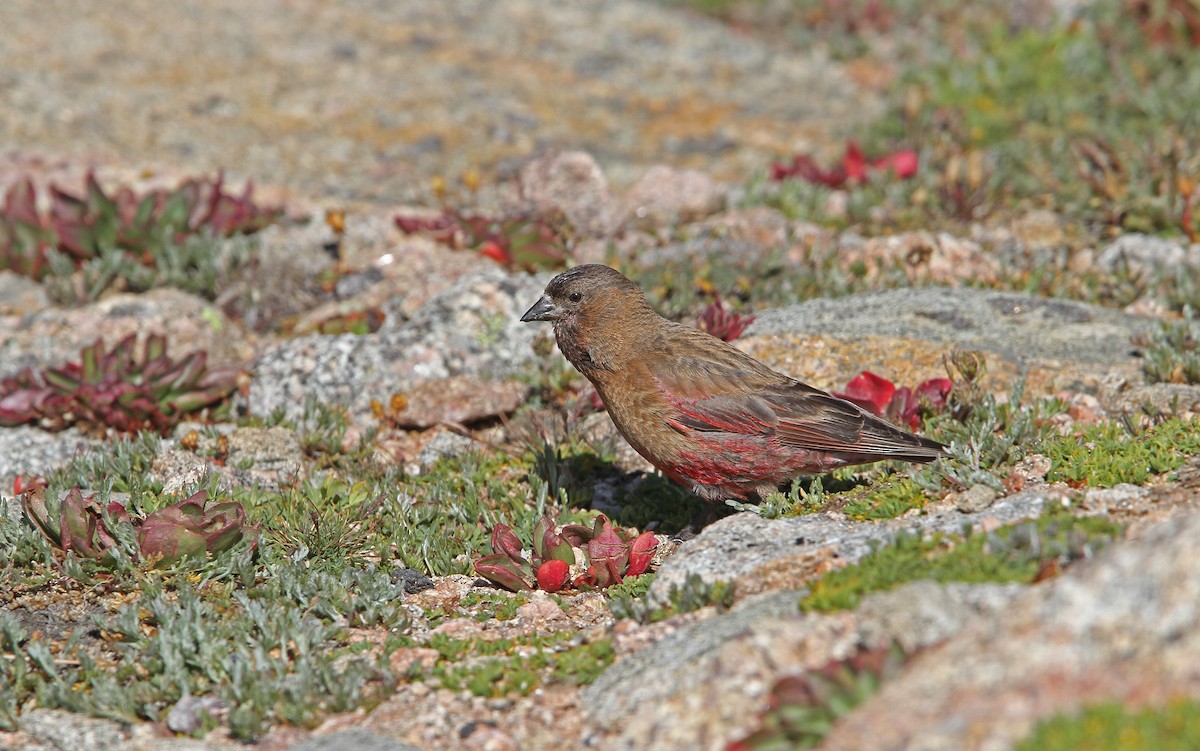 Brown-capped Rosy-Finch - ML112616411