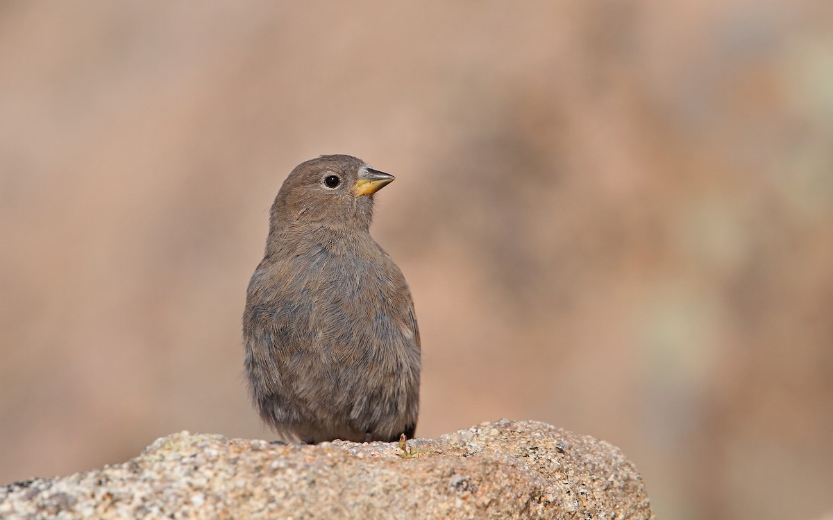 Brown-capped Rosy-Finch - Christoph Moning