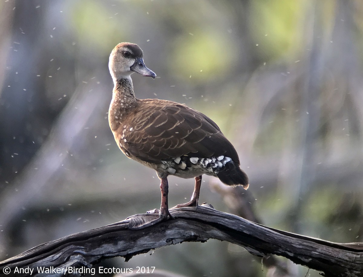 Spotted Whistling-Duck - ML112617301