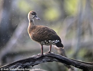 Spotted Whistling-Duck, ML112617301
