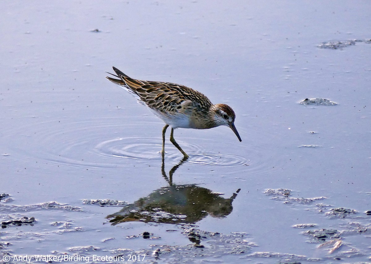 Sharp-tailed Sandpiper - Andy Walker - Birding Ecotours