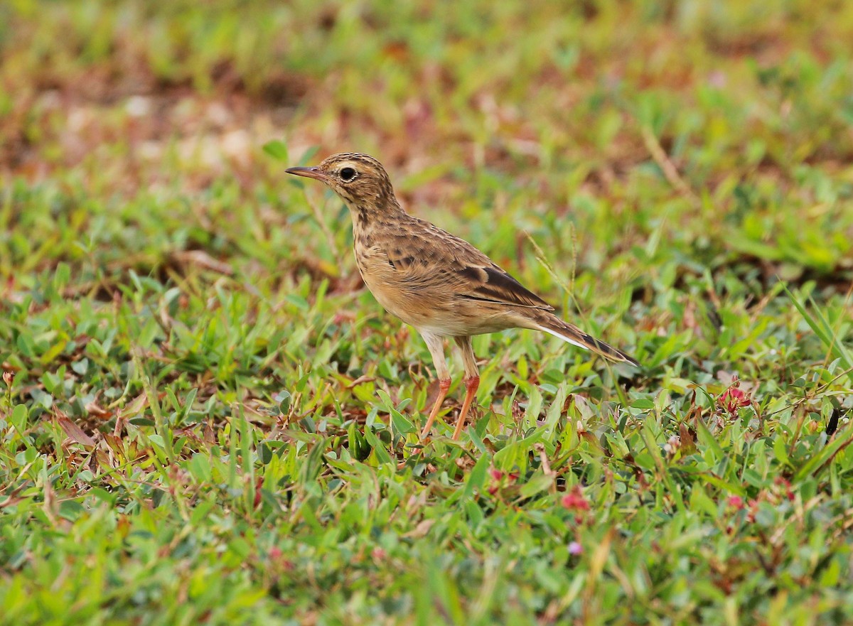 Paddyfield Pipit - Neoh Hor Kee