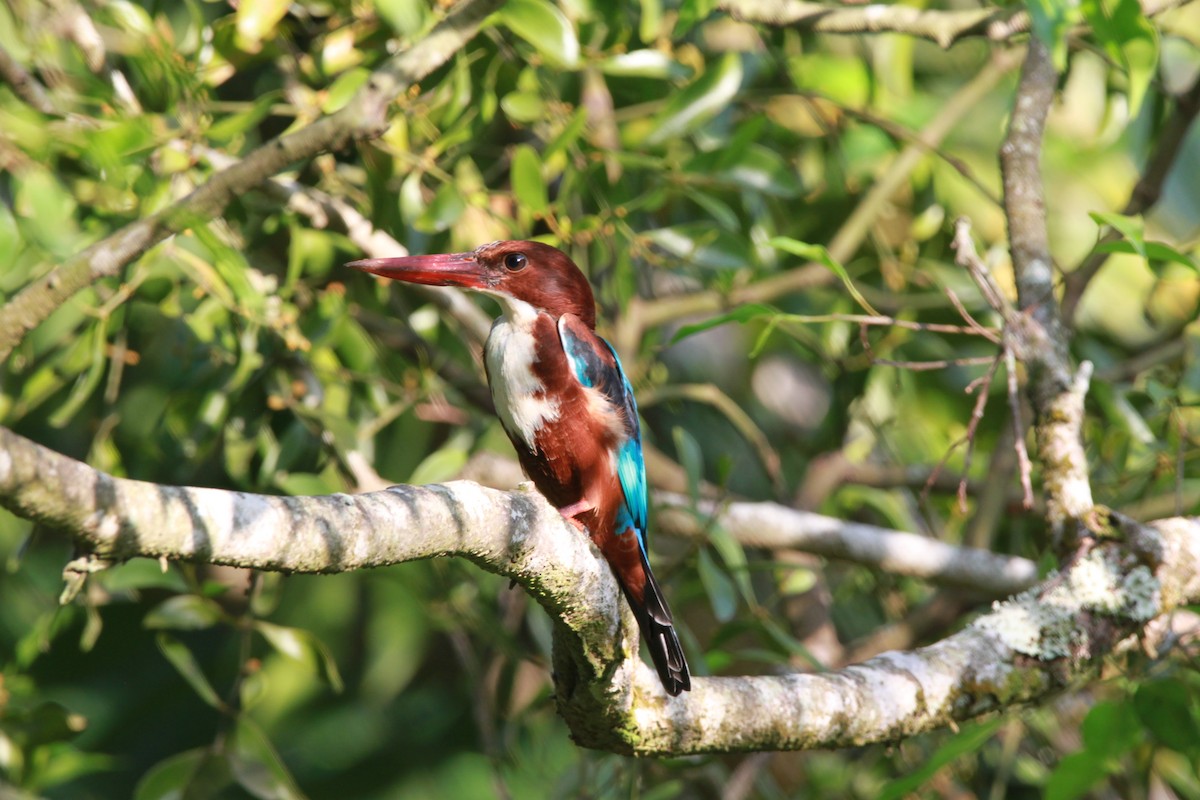 White-throated Kingfisher - William Mahoney