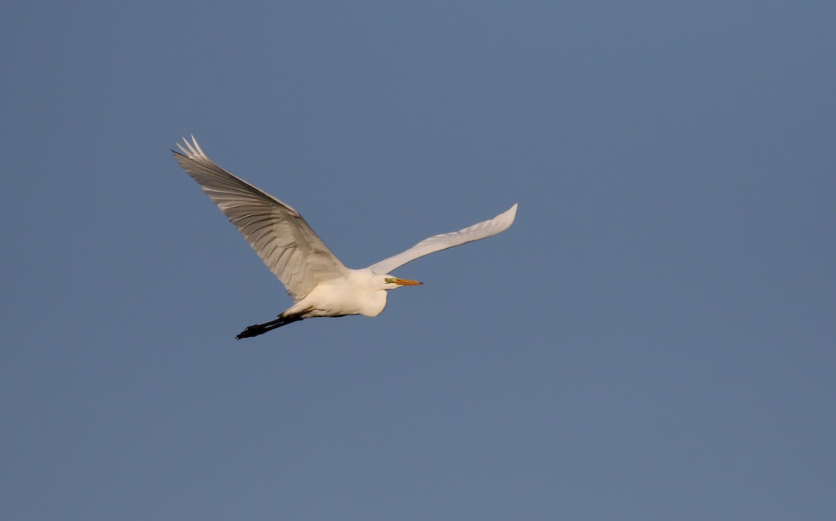 Great Egret (alba) - ML112621811