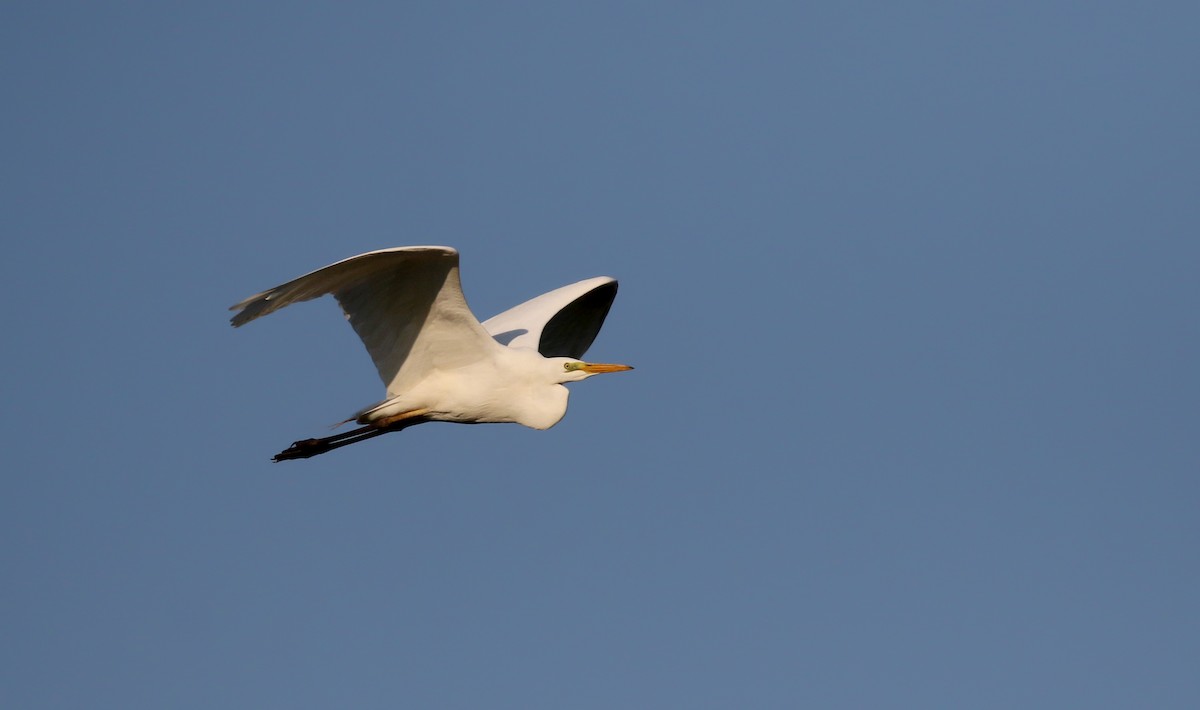Great Egret (alba) - ML112621841