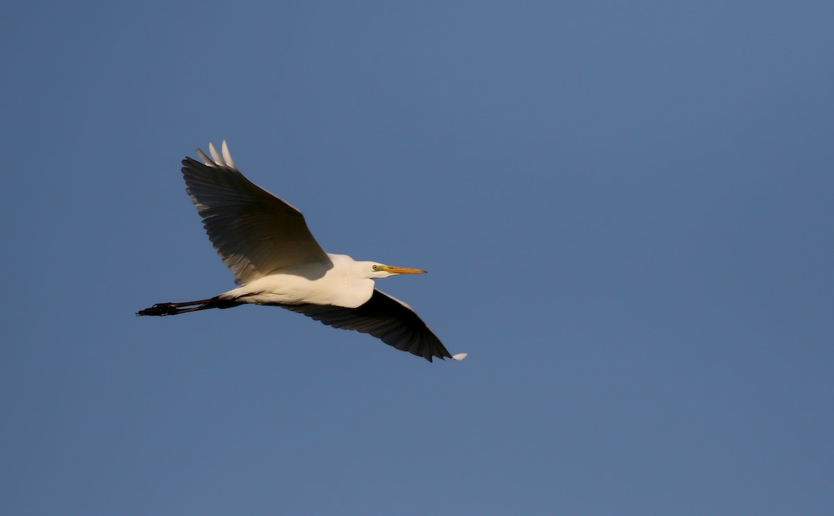 Great Egret (alba) - ML112621851