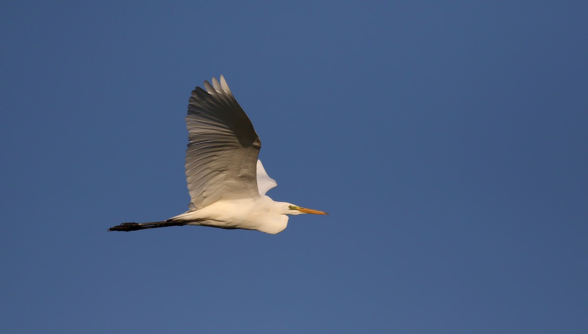 Great Egret (alba) - ML112621871