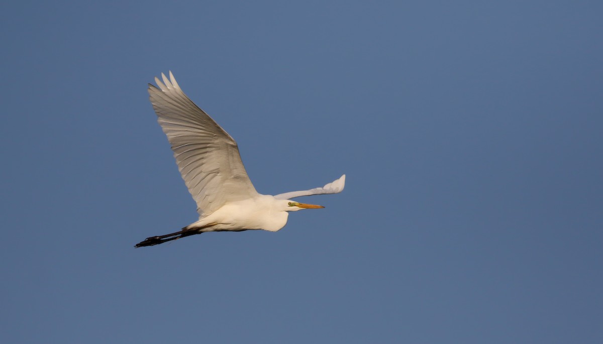 Great Egret (alba) - ML112621881