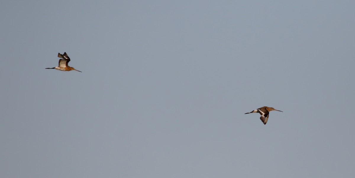 Black-tailed Godwit - Jay McGowan