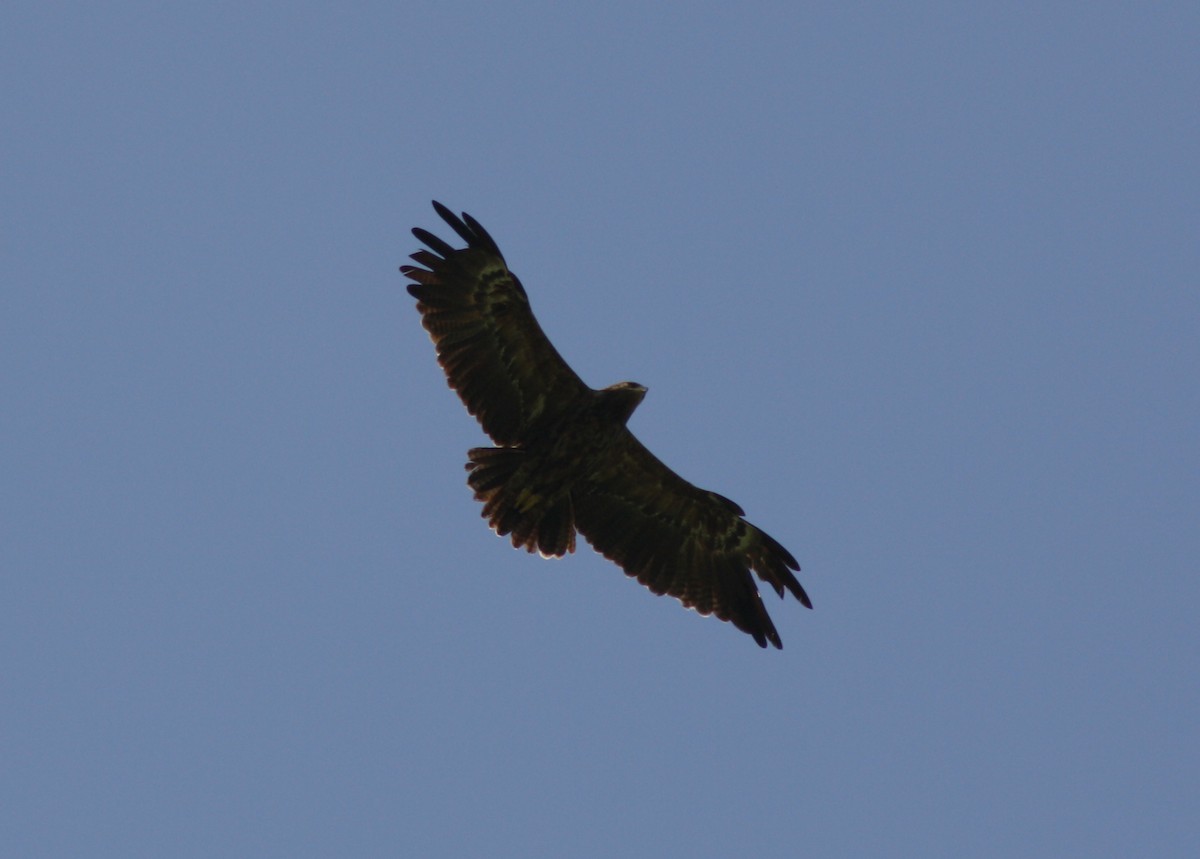 Lesser Spotted Eagle - Christian Goenner