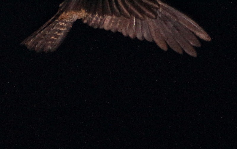 Papuan Nightjar - ML112624981