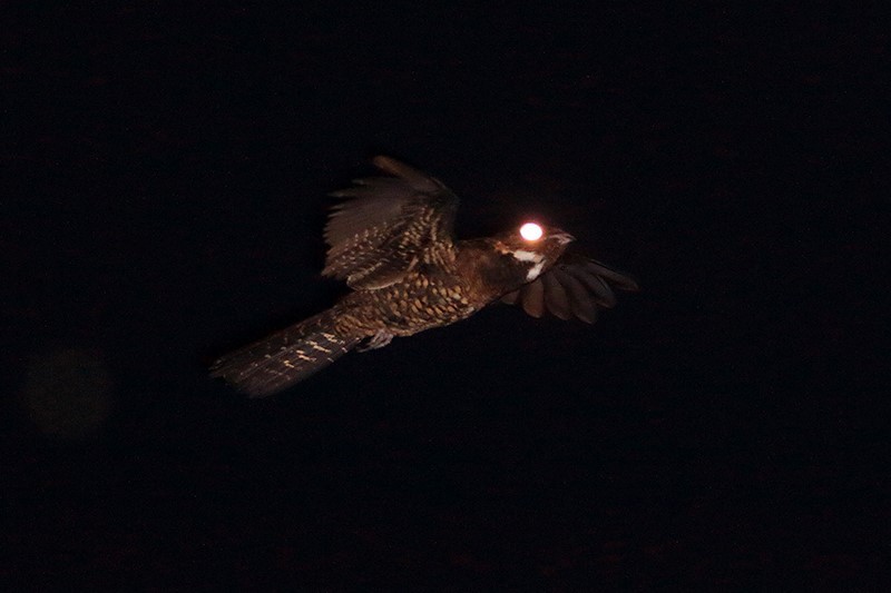 Papuan Nightjar - ML112624991