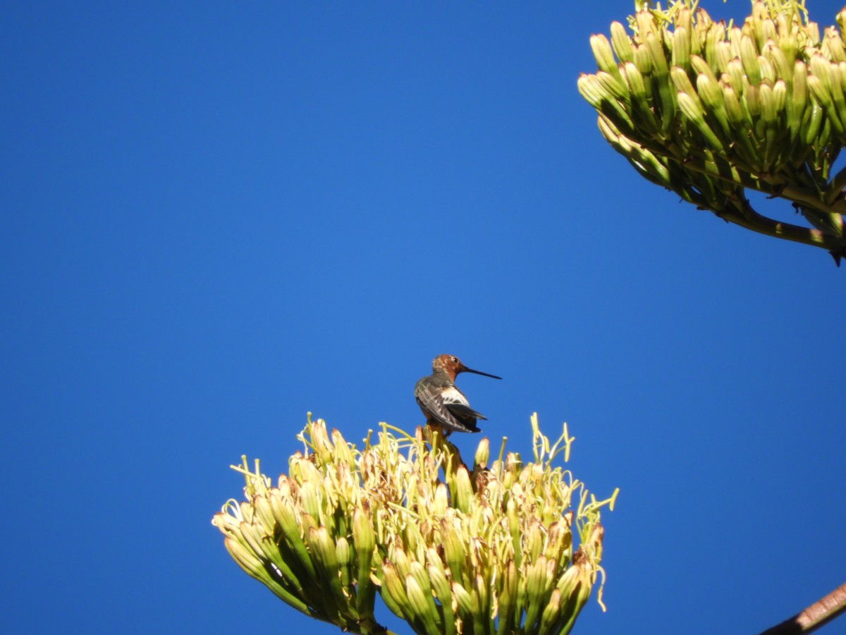 Giant Hummingbird - Jorge Galván