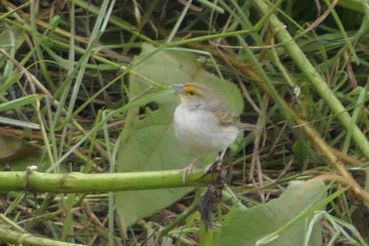 Yellow-browed Sparrow - ML112627591