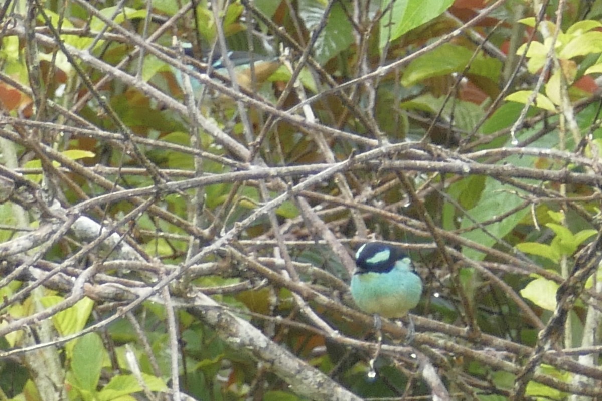 Blue-browed Tanager - ML112627781