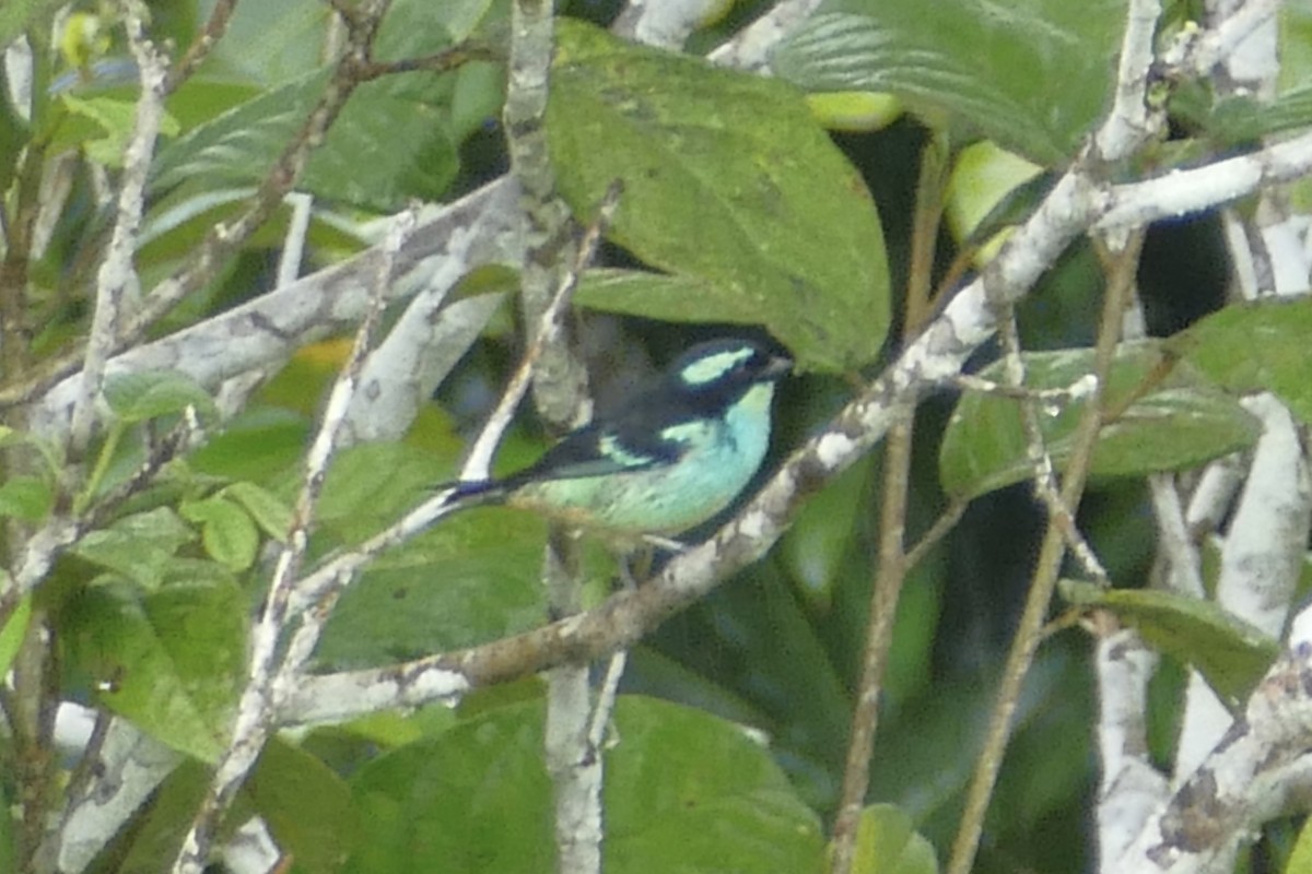 Blue-browed Tanager - ML112627791