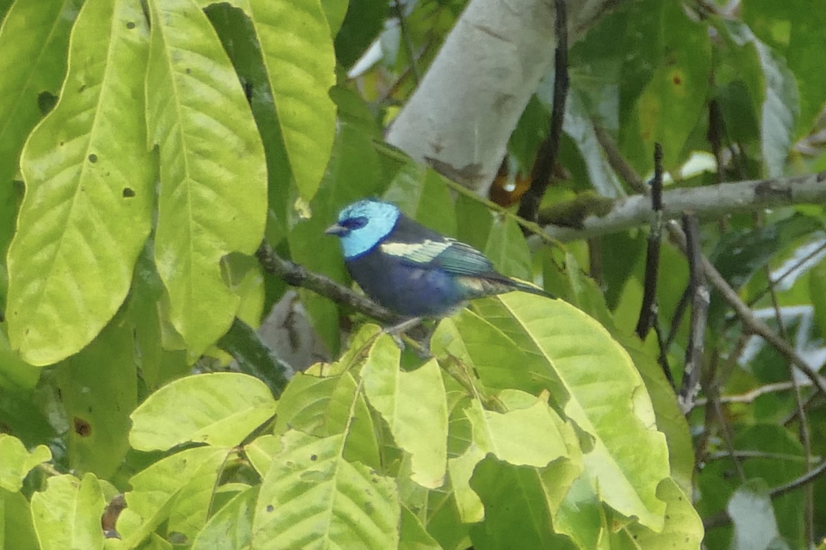 Blue-necked Tanager - ML112627901