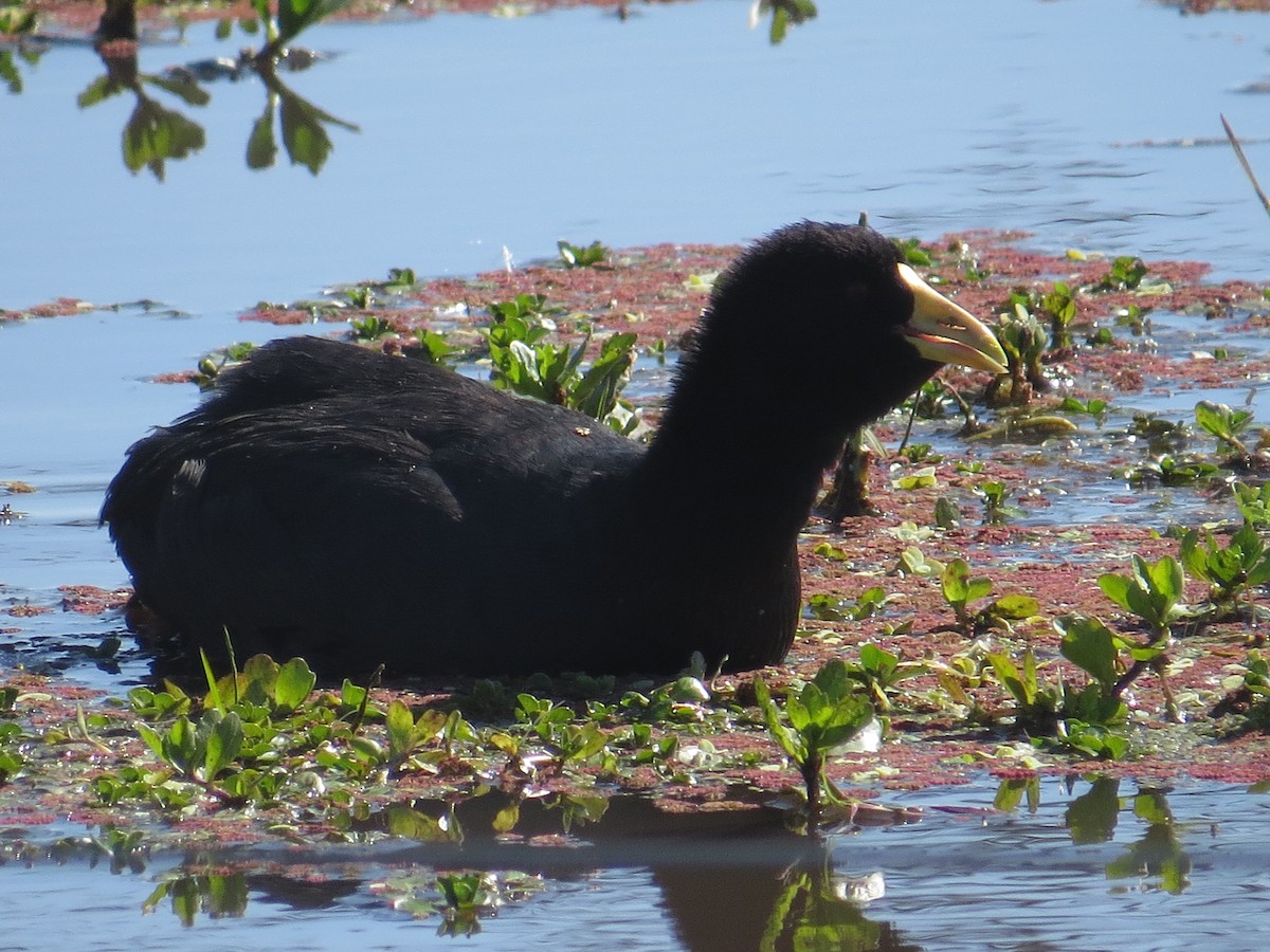 White-winged Coot - Laura González