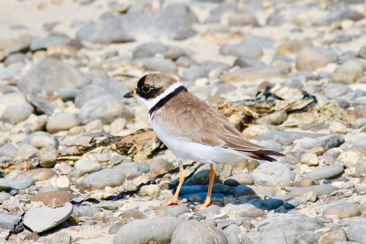 Semipalmated Plover - ML112630111