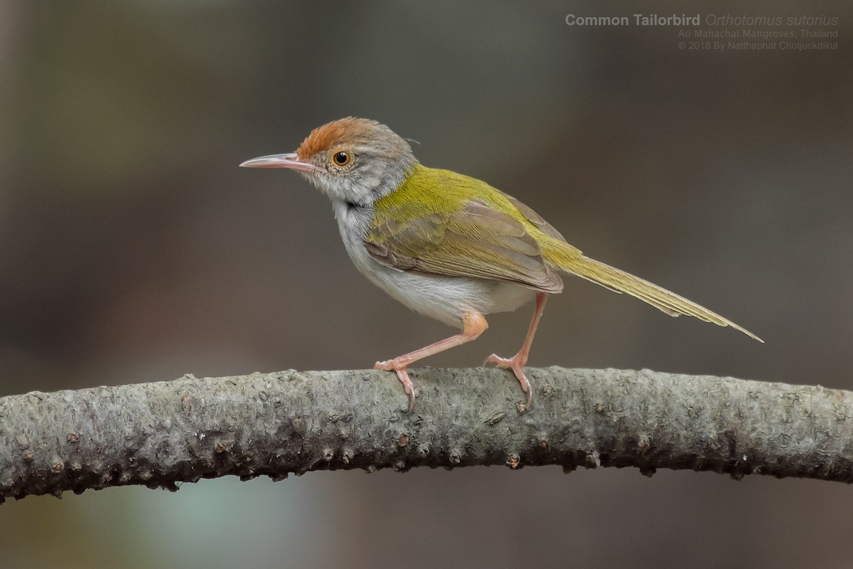 Common Tailorbird - Natthaphat Chotjuckdikul