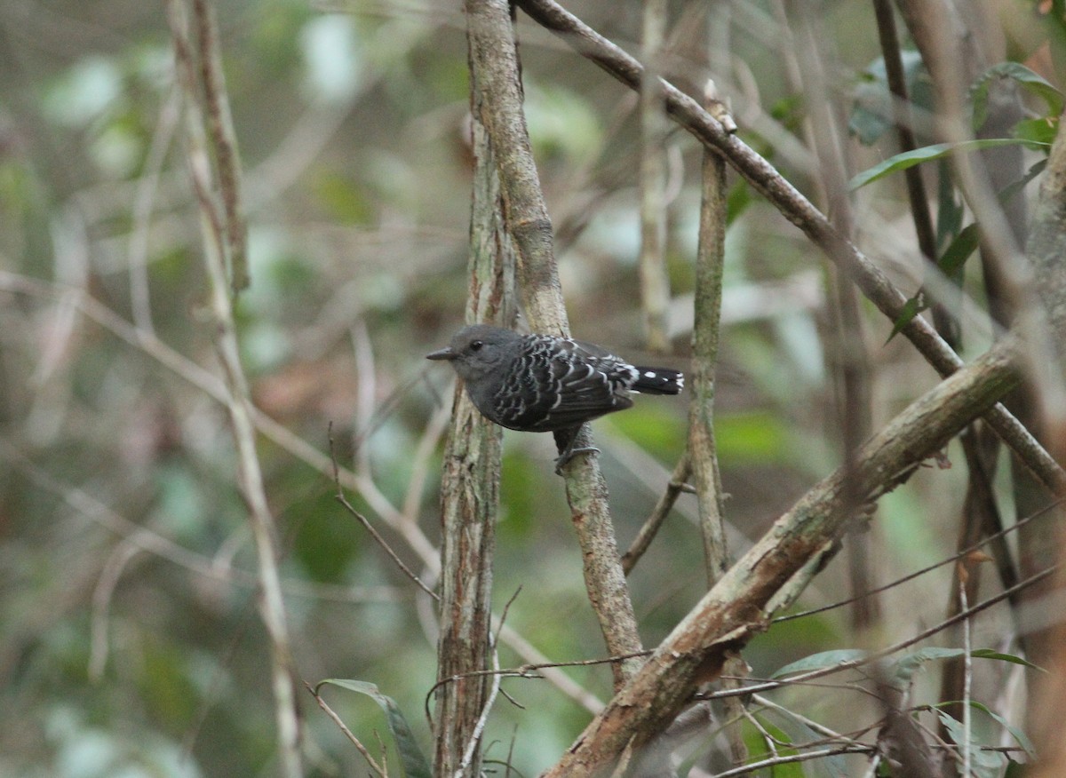 Xingu Scale-backed Antbird - Willian Menq
