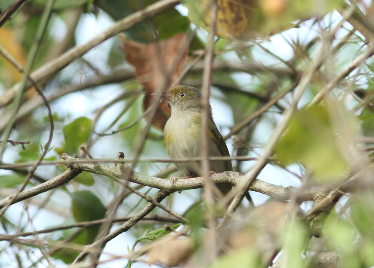 Gray-chested Greenlet - Willian Menq