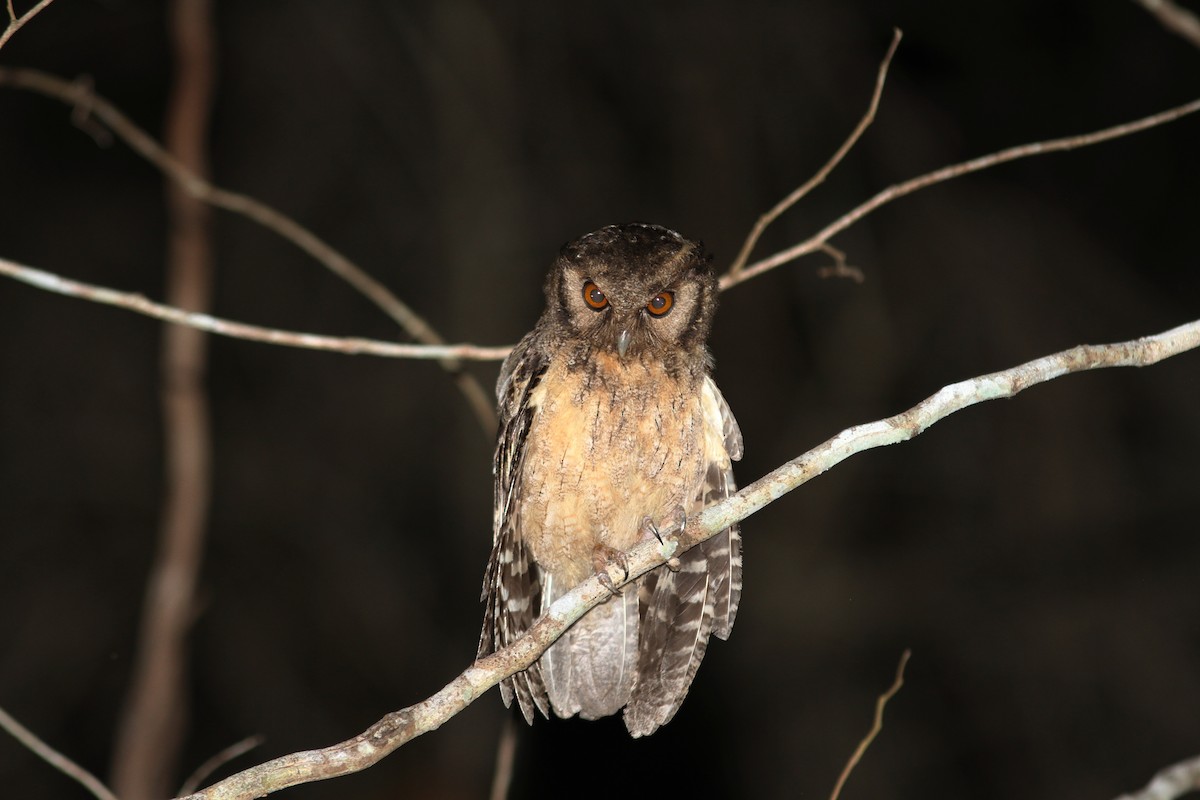 Tawny-bellied Screech-Owl (Austral) - ML112631251