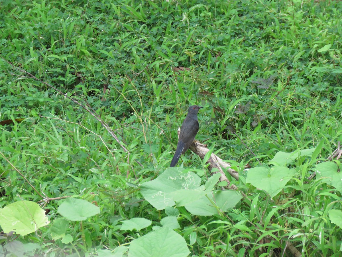 Gray-bellied Cuckoo - ML112633711