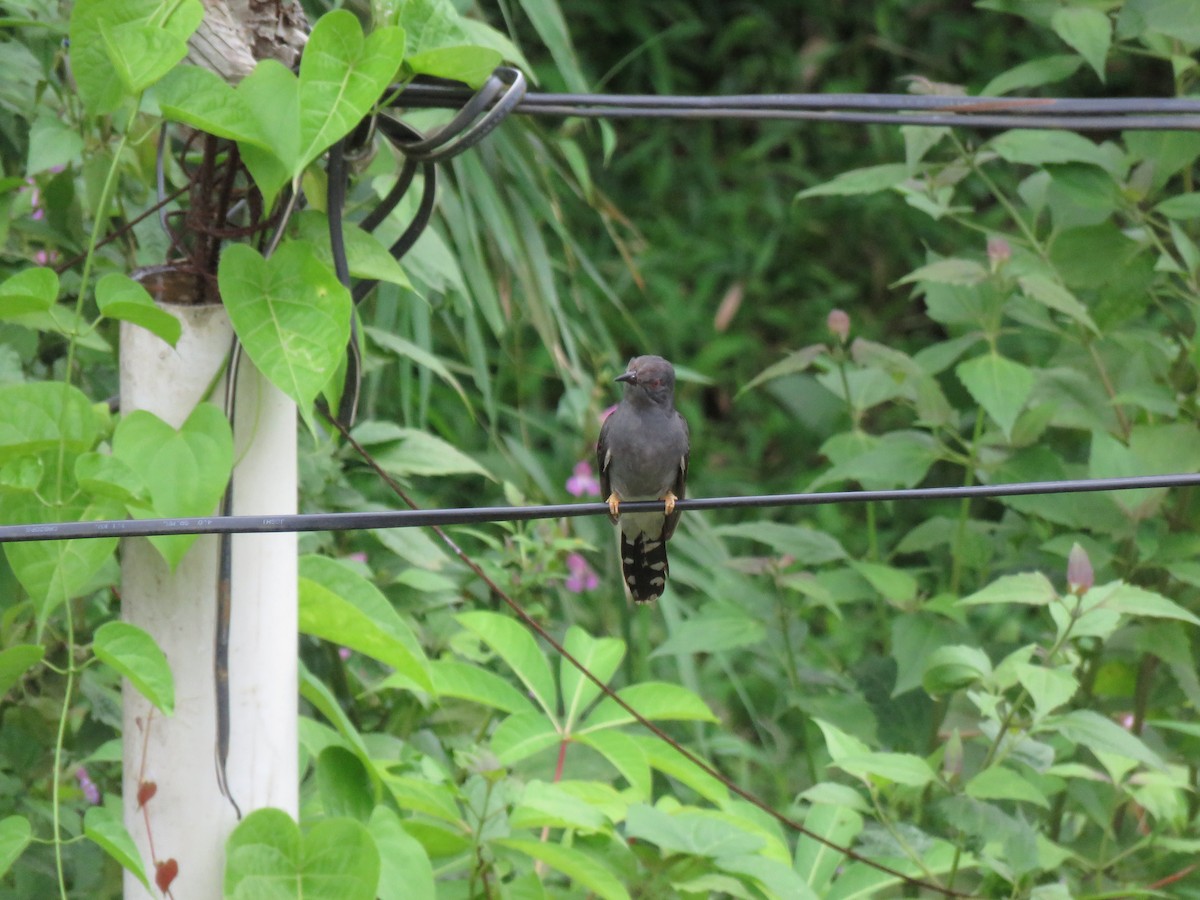Gray-bellied Cuckoo - ML112634261