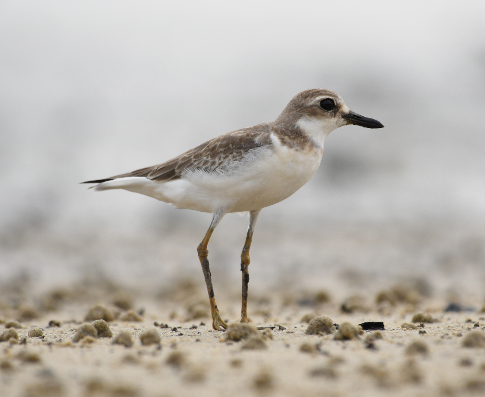 Greater Sand-Plover - Hong Yao Lim