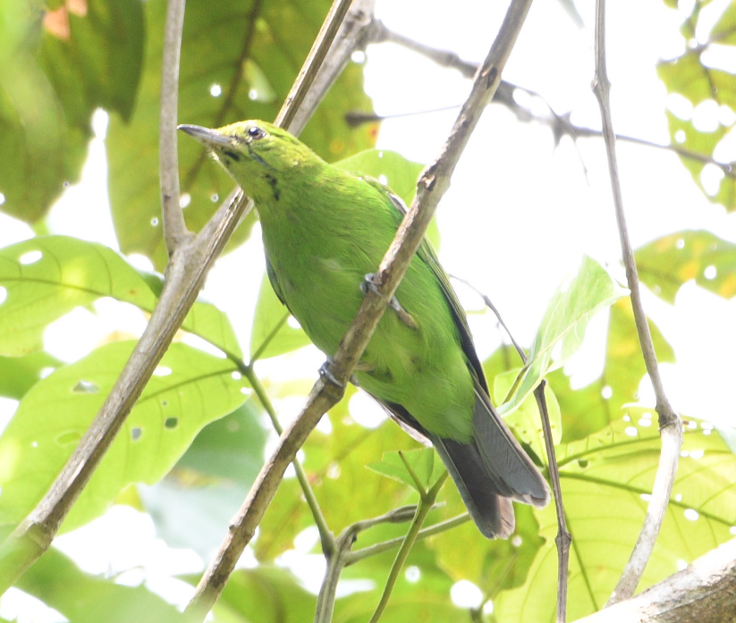 Greater Green Leafbird - ML112635751