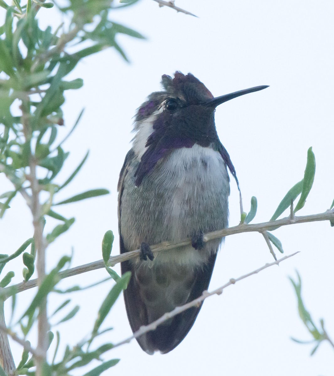 Costa's Hummingbird - ML112640381