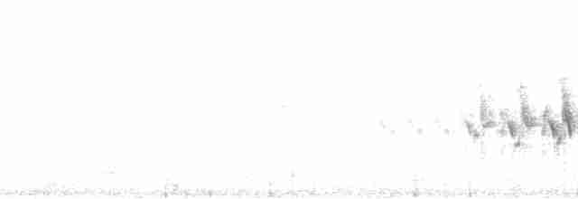 Black-throated Gray Warbler - ML112642