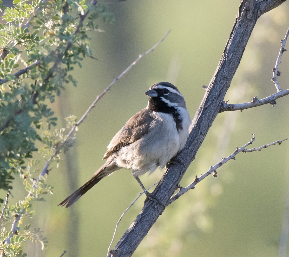 Black-throated Sparrow - ML112642031