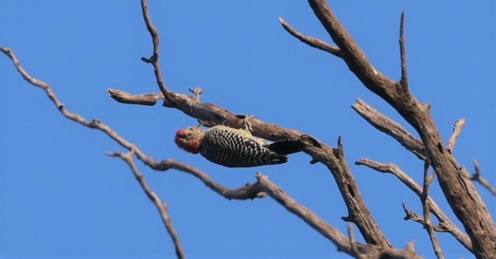 Red-bellied Woodpecker - James Swim