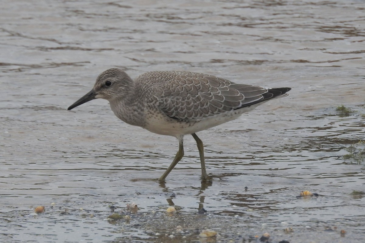 Red Knot - Terry Walsh