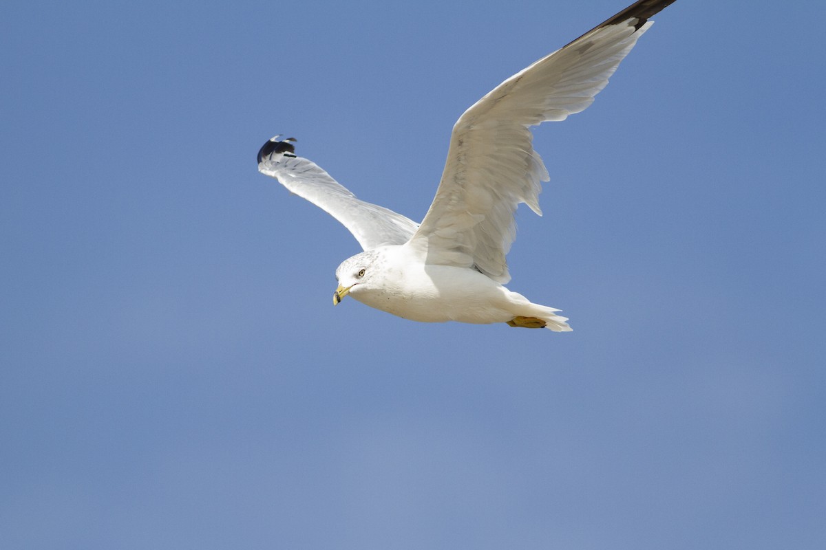 Ring-billed Gull - Nathan French