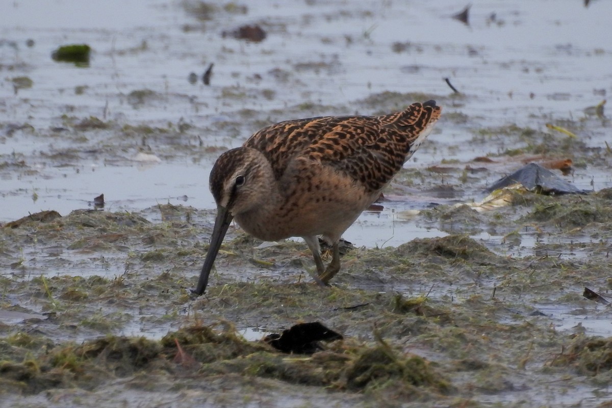 Short-billed Dowitcher - Terry Walsh