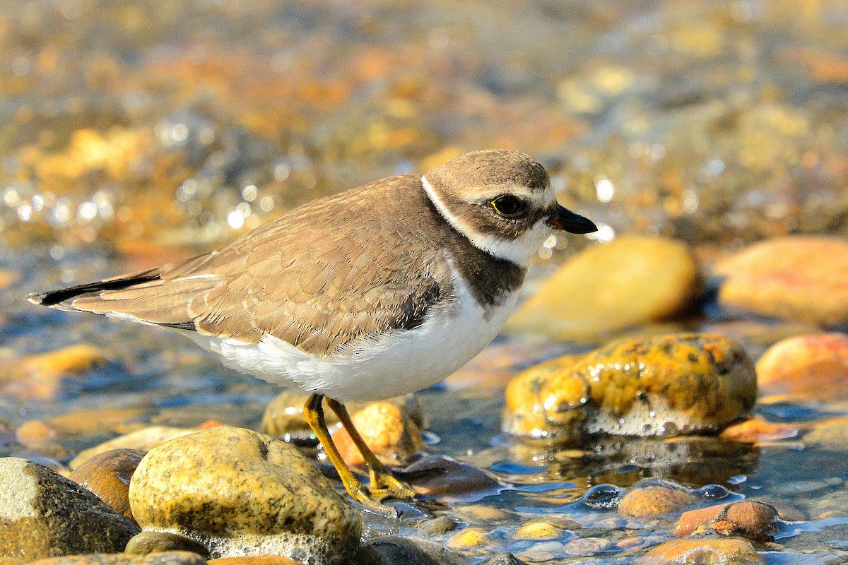Semipalmated Plover - ML112646671