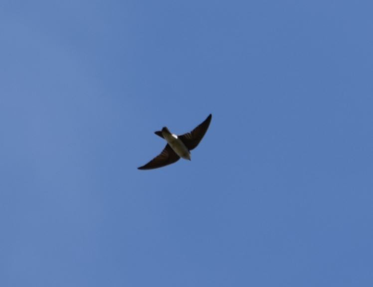 Chilean Swallow - ML112648211