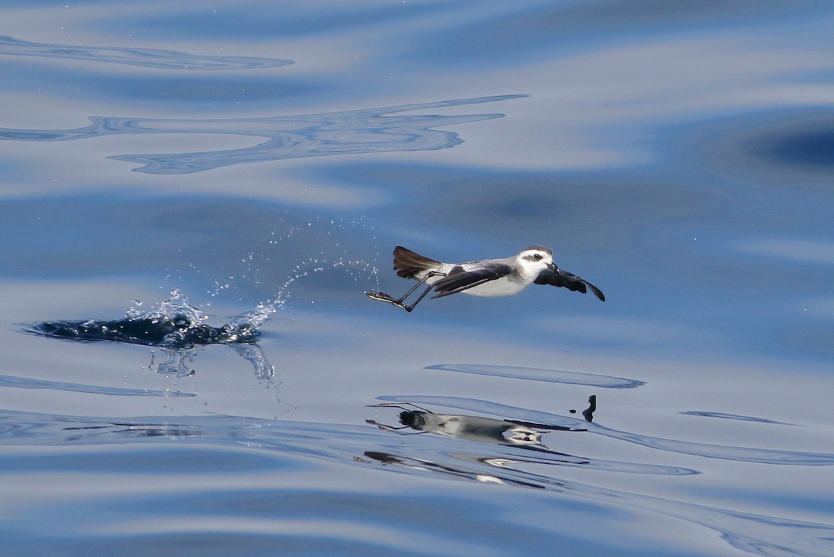 White-faced Storm-Petrel - ML112650641